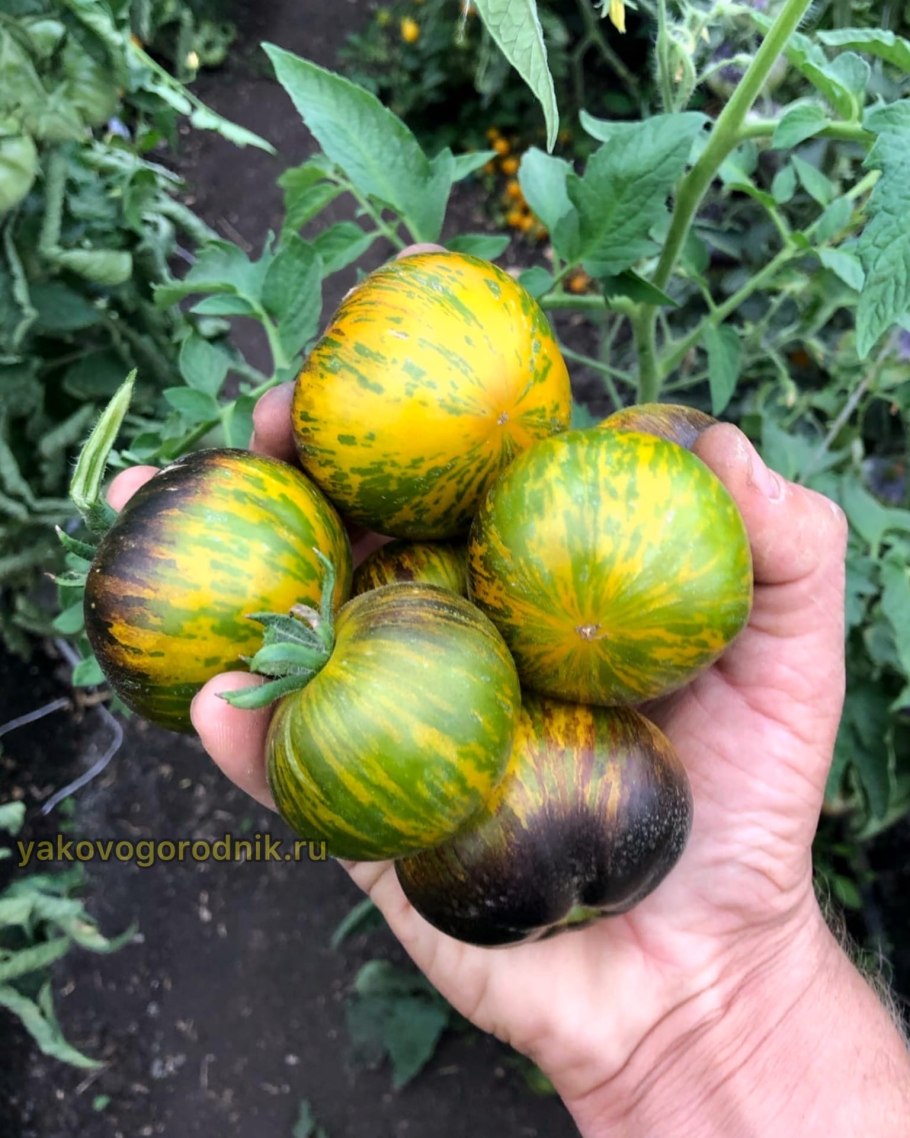 Богиня Ксанаду томат