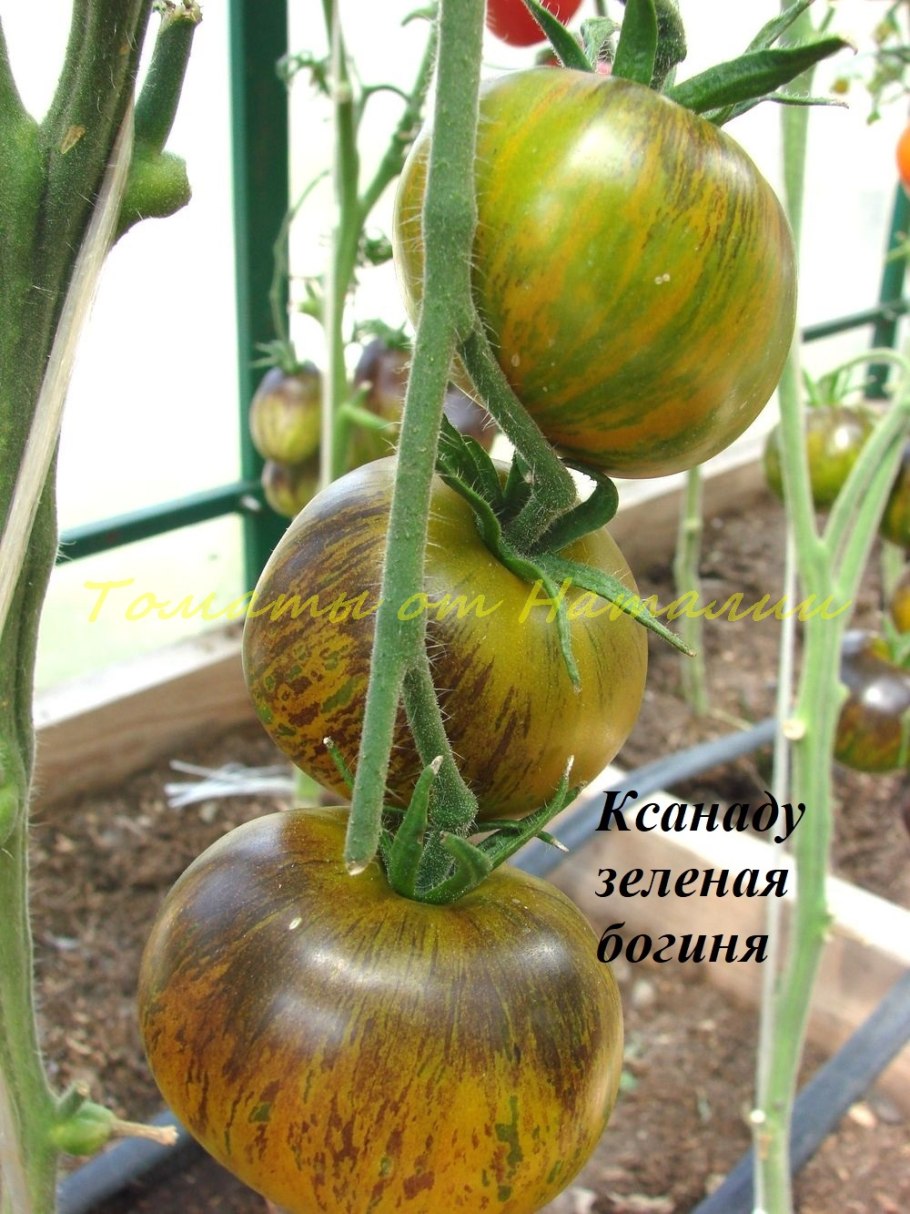 Томат зелёное...улитки