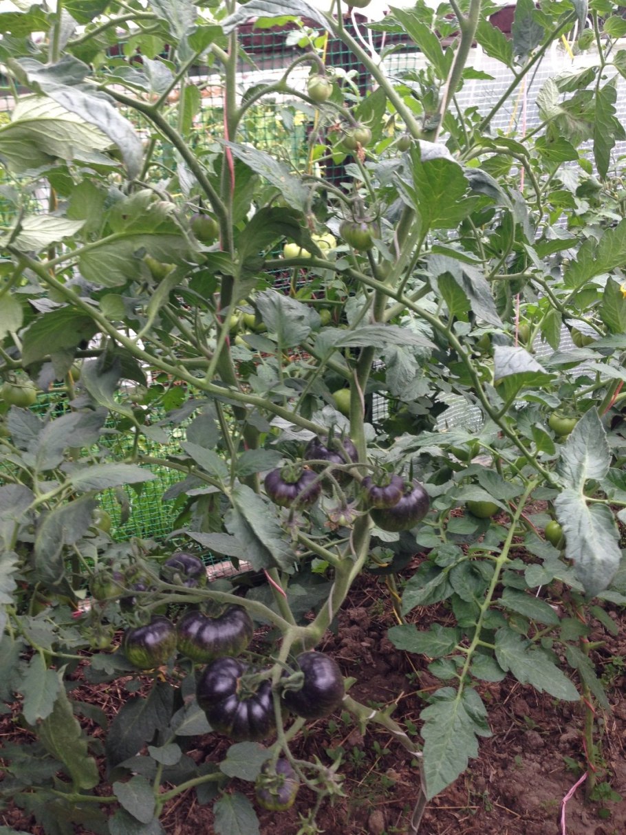 Зеленые томаты