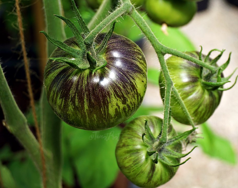 Томат зеленая богиня Занаду семена купить