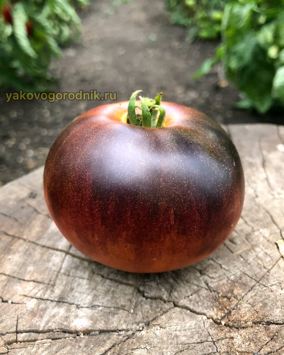 Томат Ксанаду