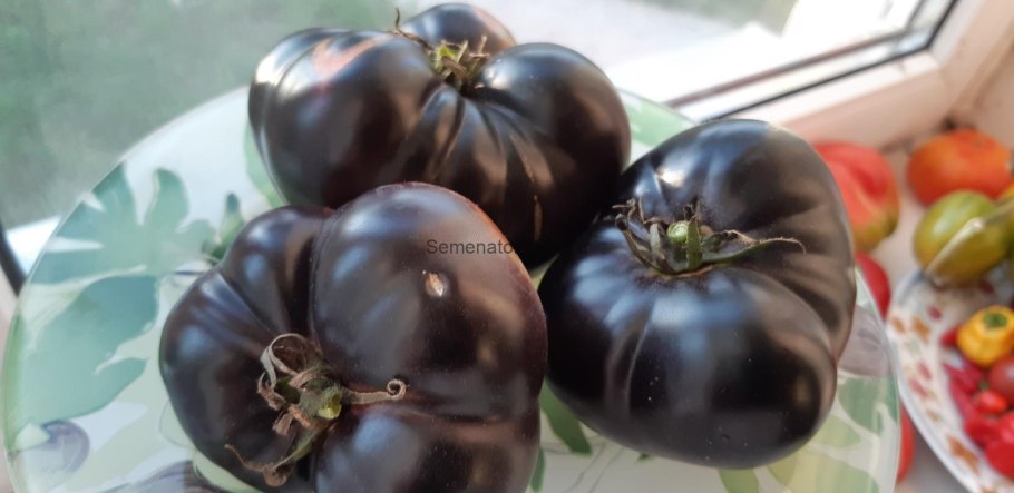 Томат золото Колчака