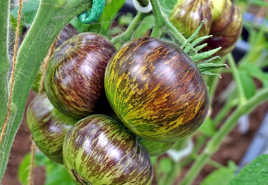 Помидор Ксанаду зеленая богиня