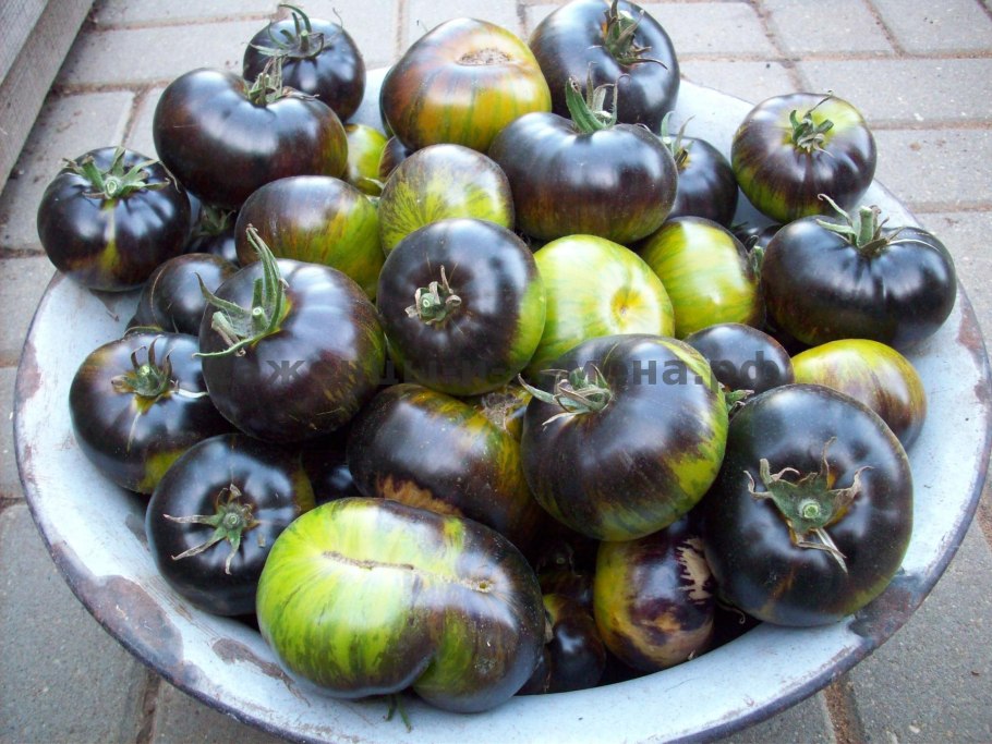 ТОМАТЫЗЕЛЕНАЯ богиня Ксанади