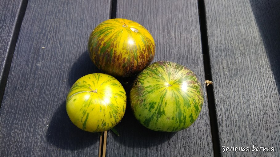 Томат красавчик папа темноплодный