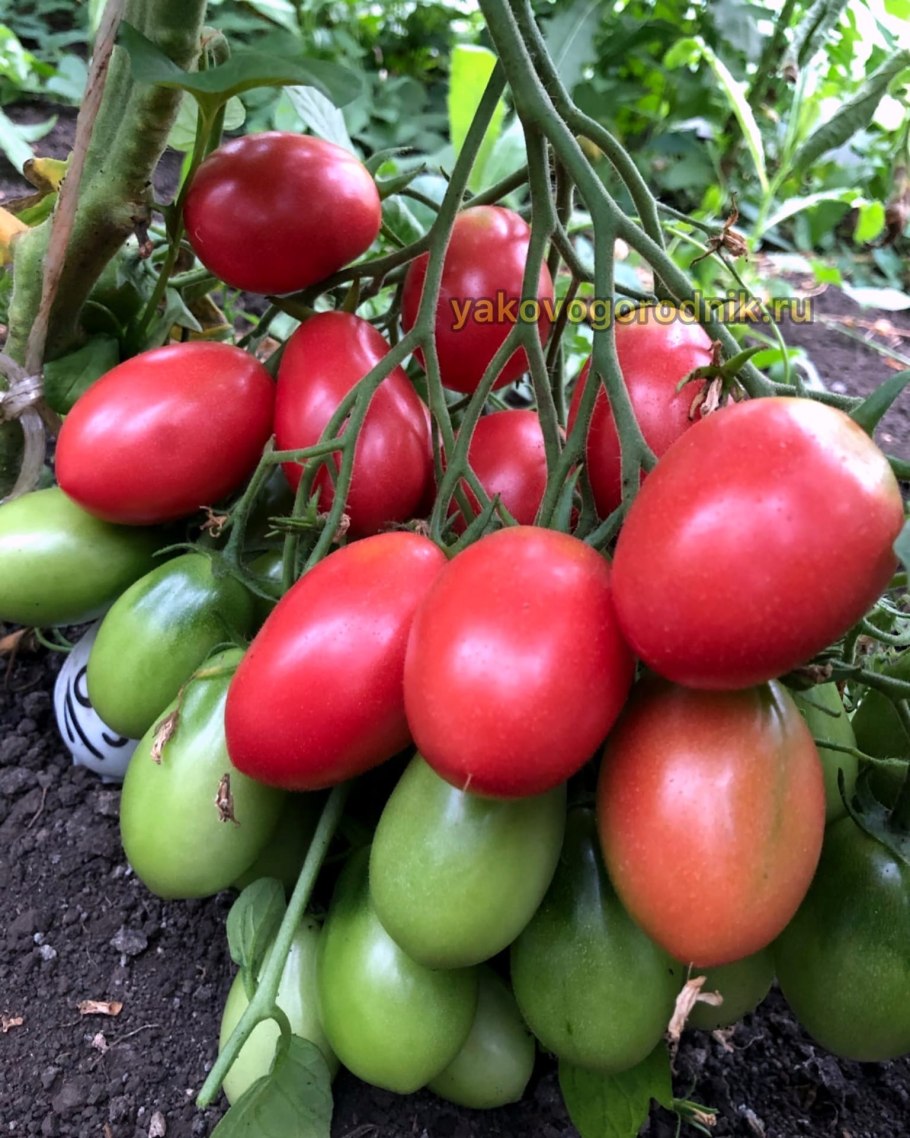 Томат Xanadu Green Goddess