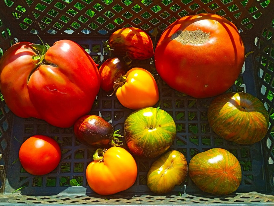 Томат Катрина f1