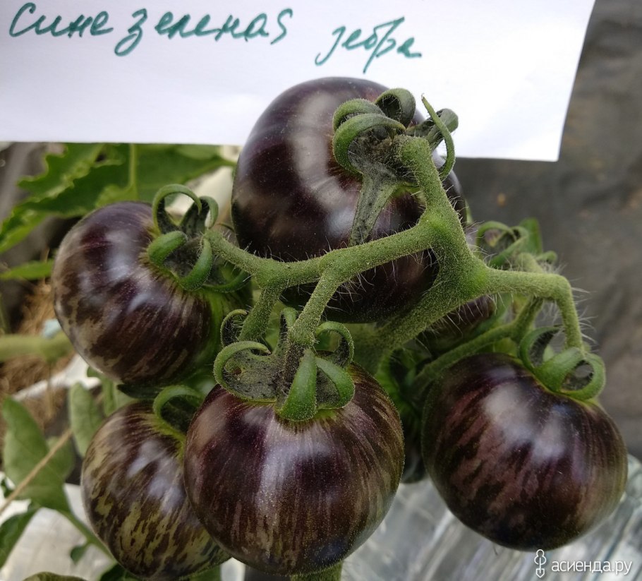 Томат зеленая богиня