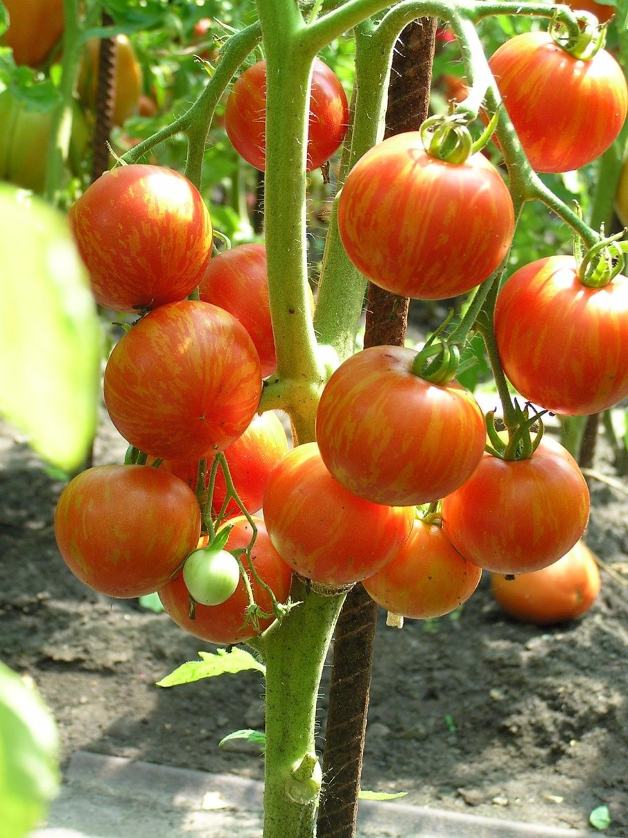 А ВБ помидоры экзот