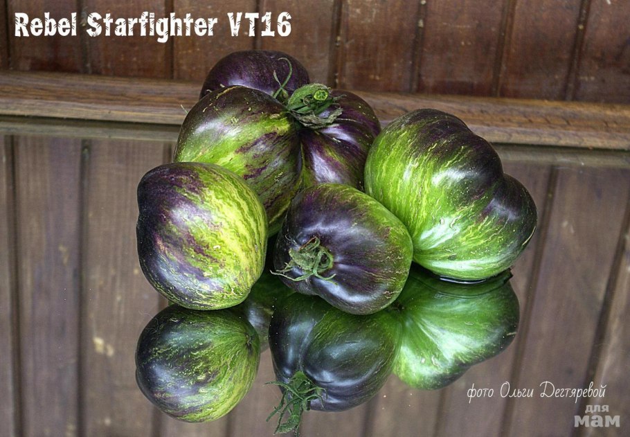 ТЕМНОПЛОДНЫЕ томаты