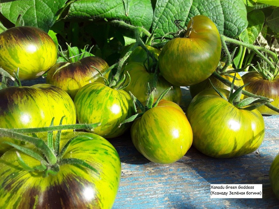 Томат зеленая богиня Занаду