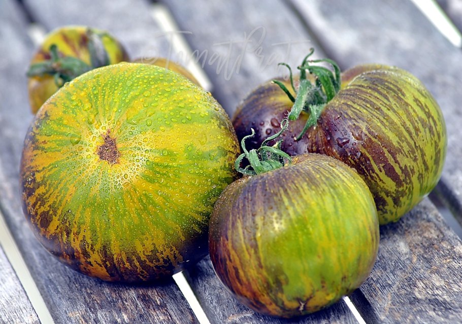 Томат зеленая богиня