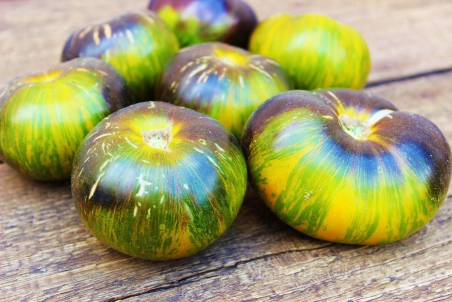 Томат сорт зеленая богиня Ксанаду