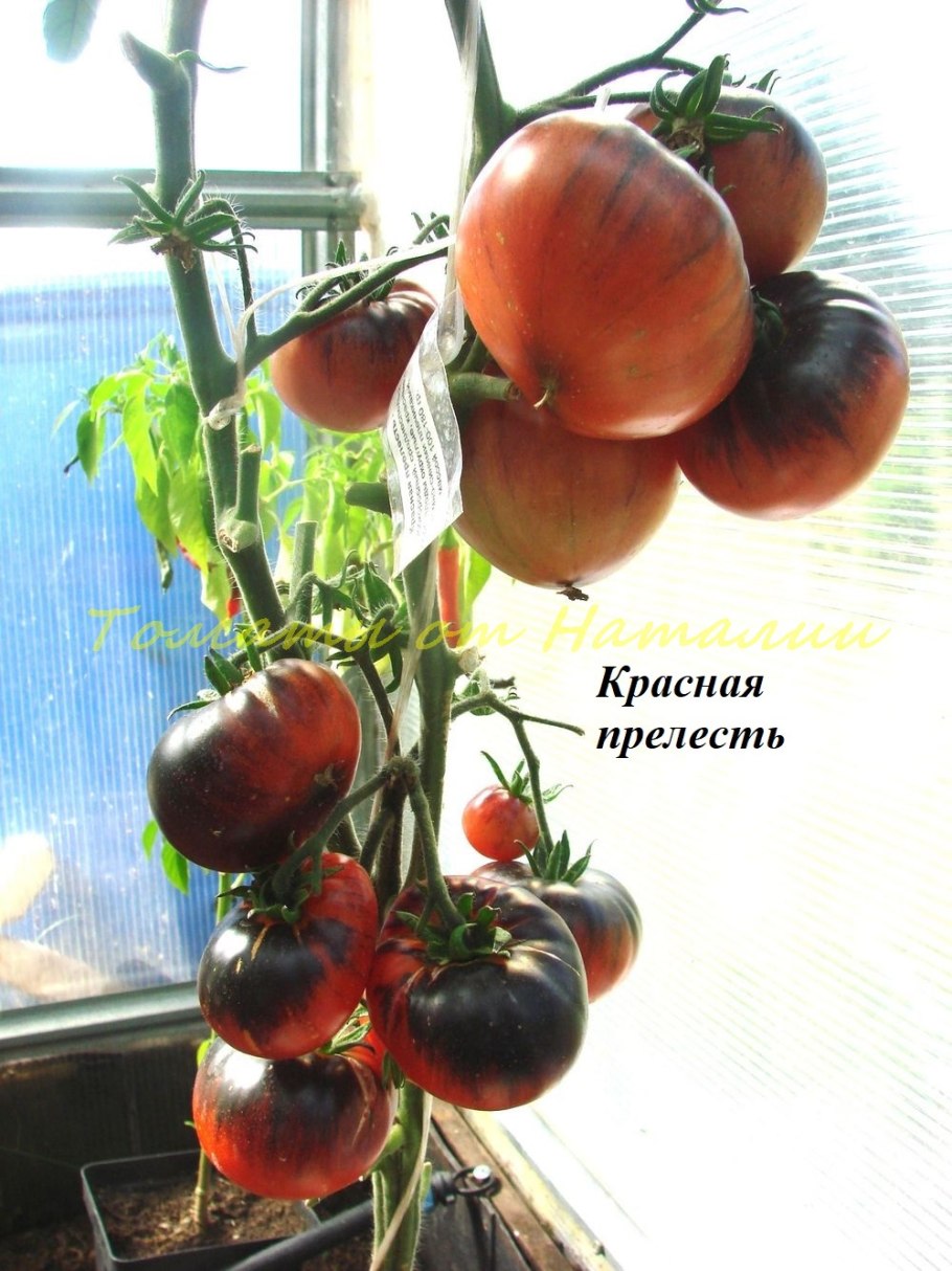 Томат сине зеленая Зебра