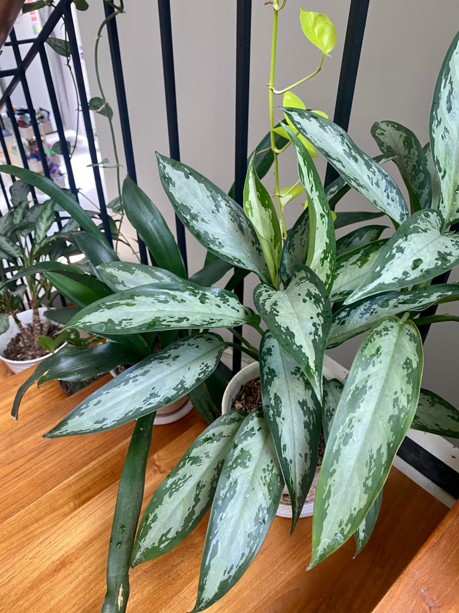 Аглаонема Cochin long Leaf