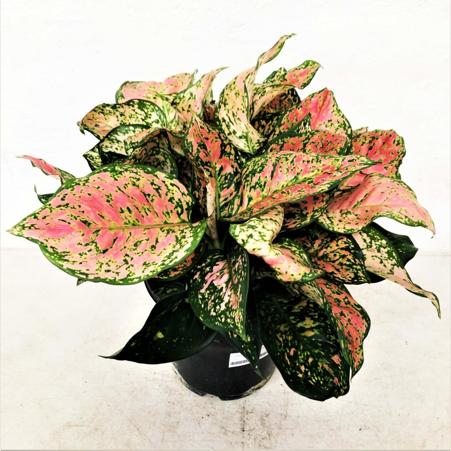 Аглаонема ред Баттерфляй