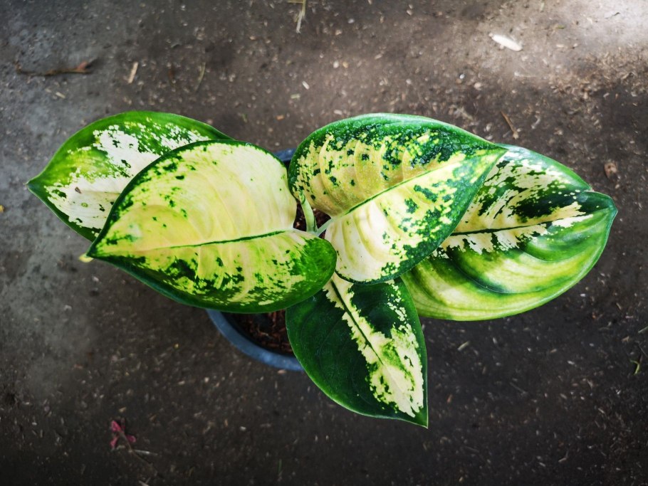 Аглаонема Эмеральд грей