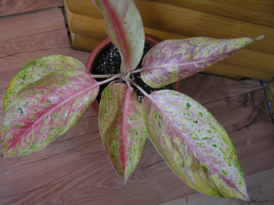 Аглаонема спринг Сноу