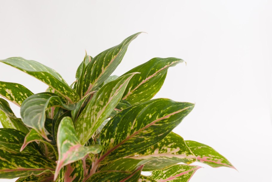 Аглаонема продолговатолистная