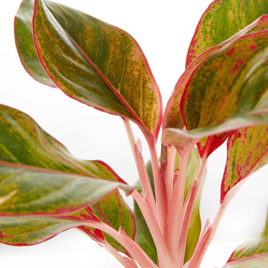 Аглаонема Фридман