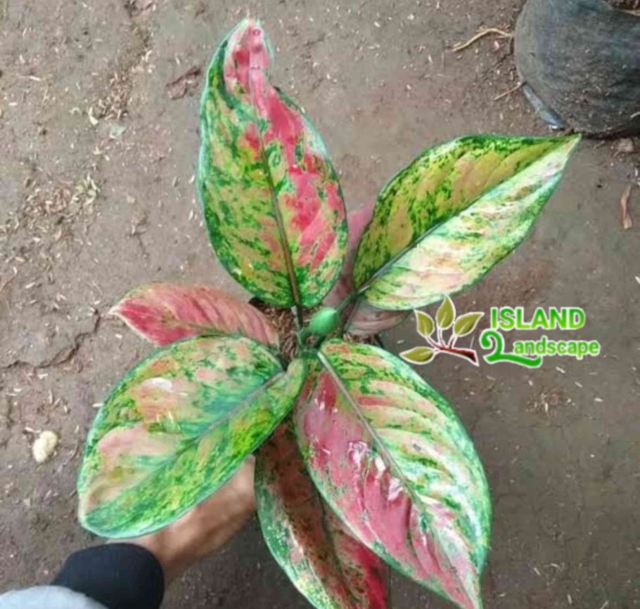 Аглаонема Гринери