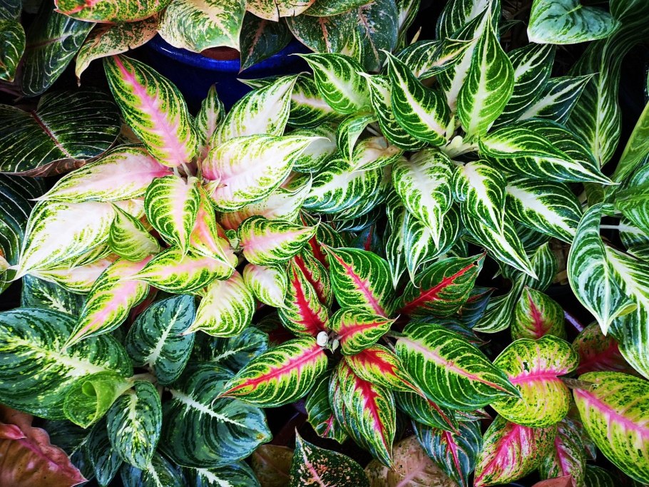 Аглаонема вариегатная