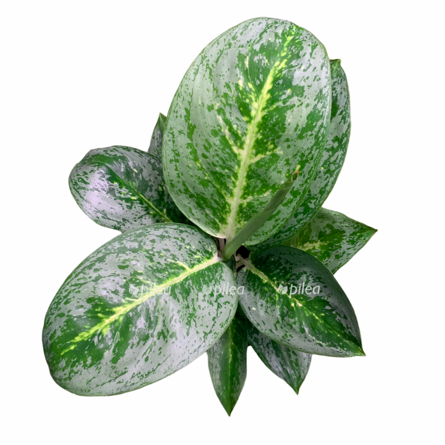 Аглаонема маранта