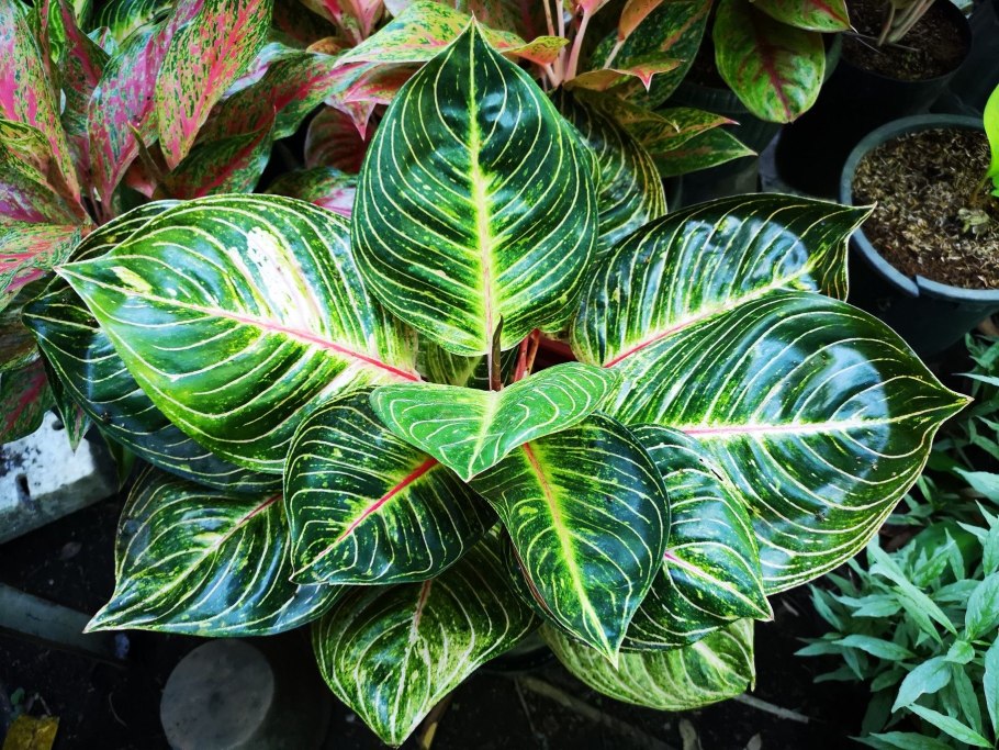 Аглаонема Cochin