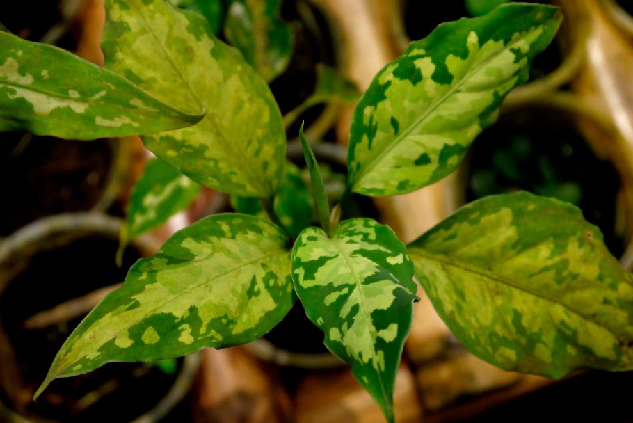 Аглаонема Сьюзи