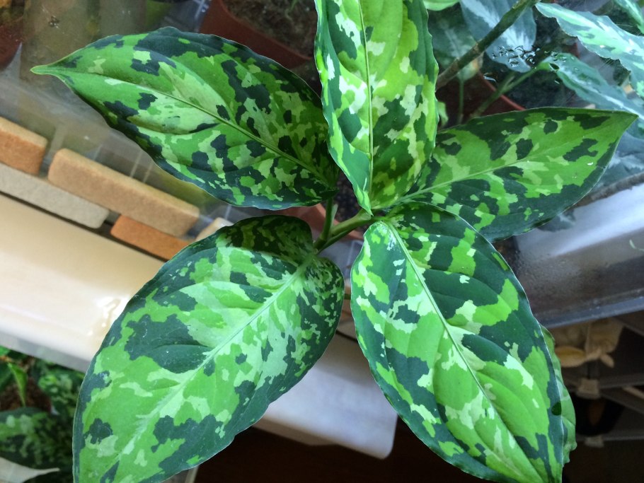 Аглаонема Ароидные