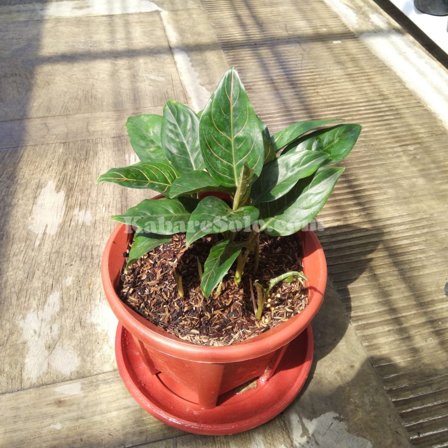 Аглаонема Грин Еллоу