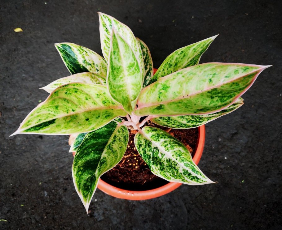 Аглаонема паутинный клещ