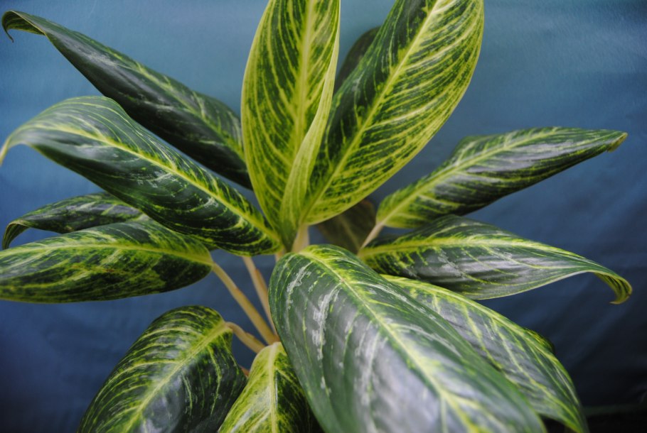 Аглаонема продолговатолистная