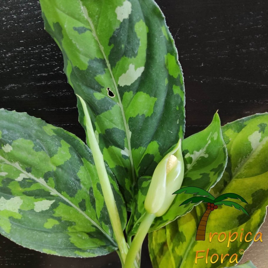 Аглаонема Silver Bay