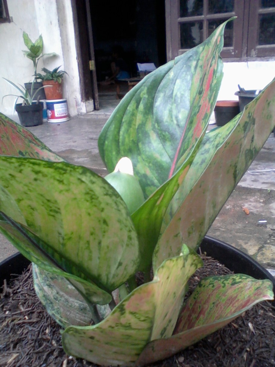 Аглаонема Грин Еллоу