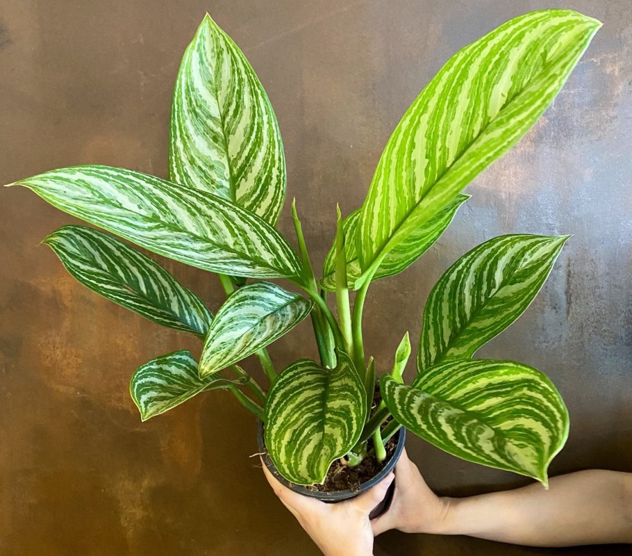 Аглаонема Грин Еллоу