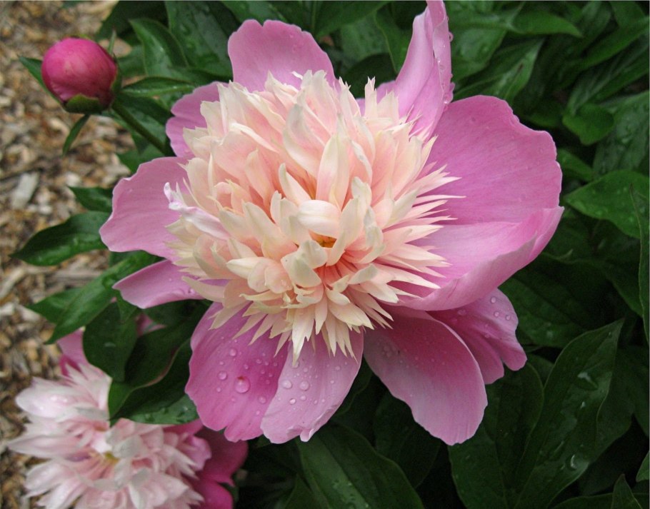 Paeonia Lady Liberty (lactiflora)