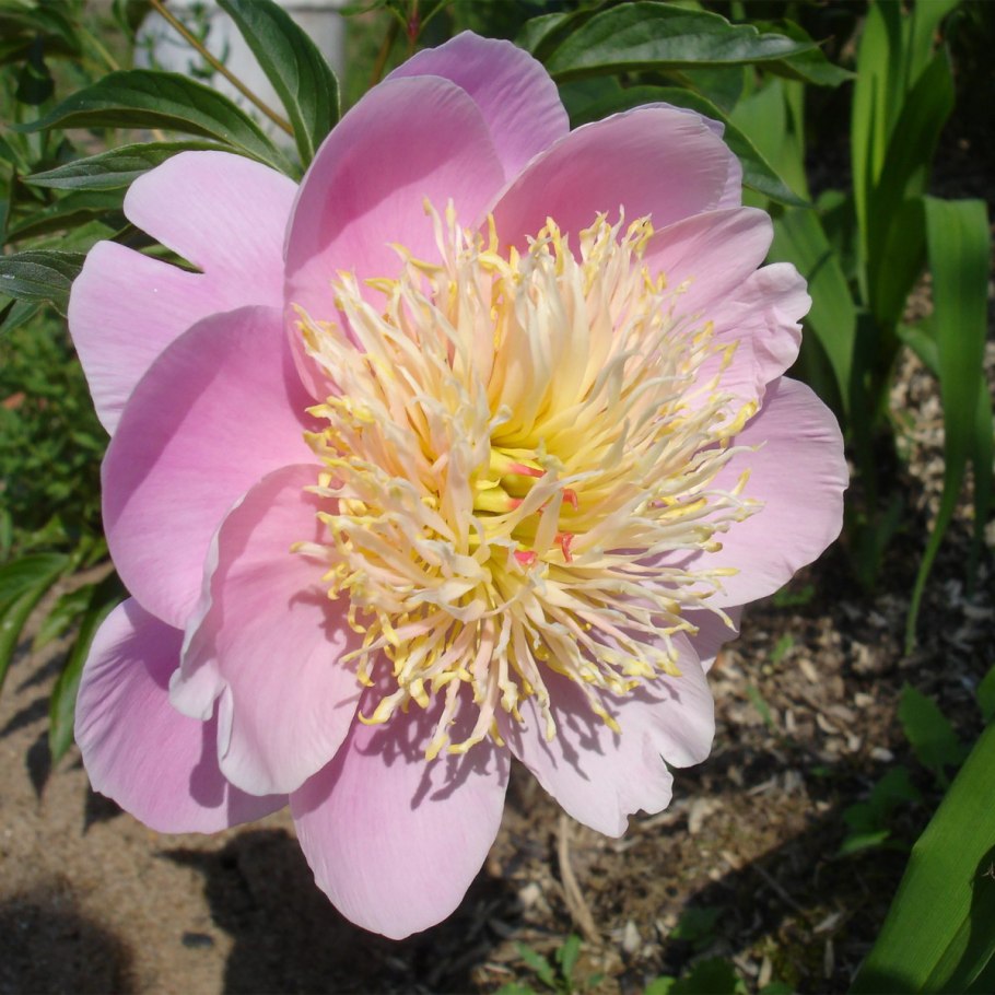 Пион "Lady Liberty" Paeonia