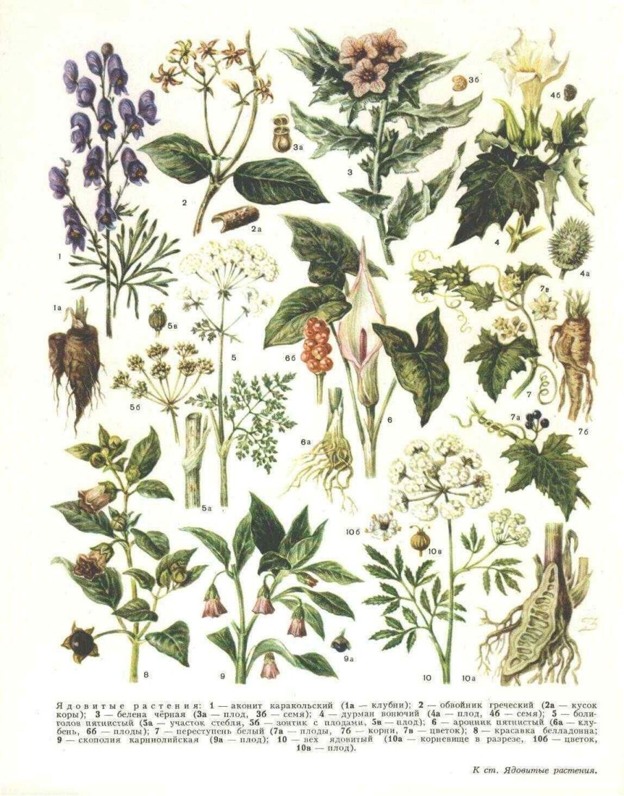 Атлас определитель лекарственных растений