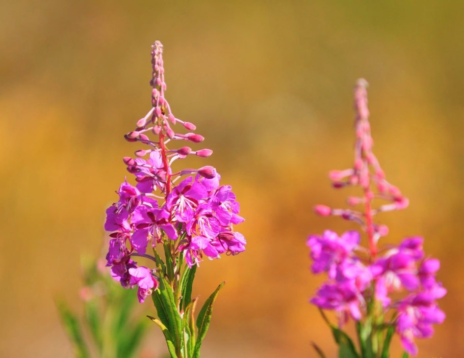 Козлятник трава