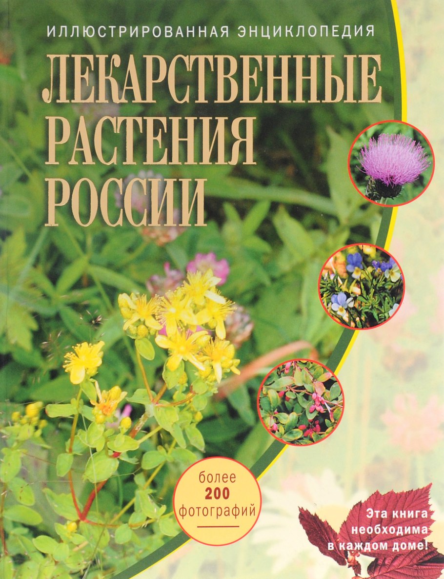 Шалфей скабиозолистный