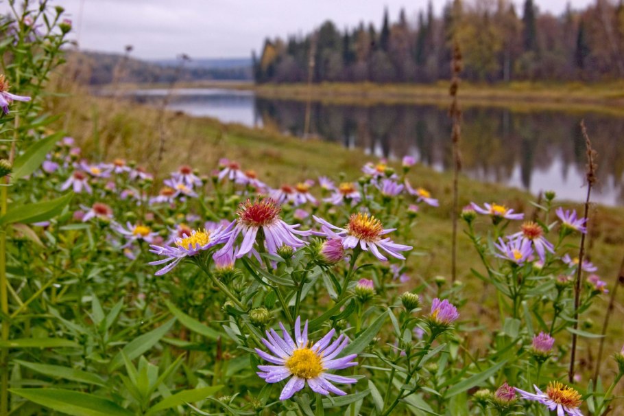 Пижма обыкновенная (Tanacetum vulgare l.)