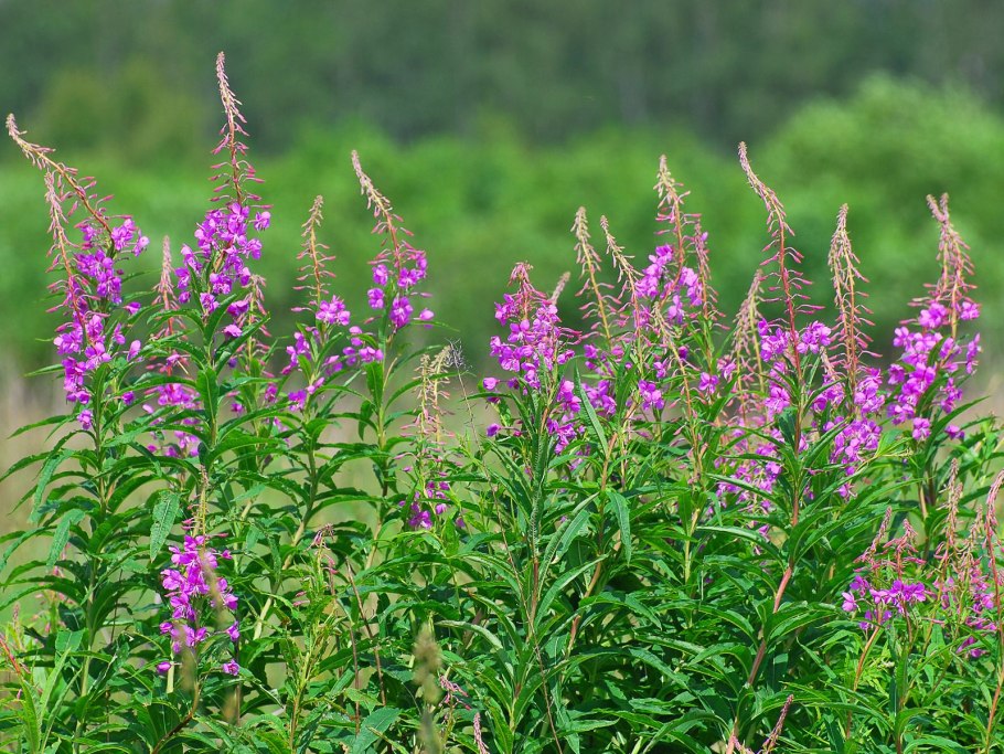 Травы названия