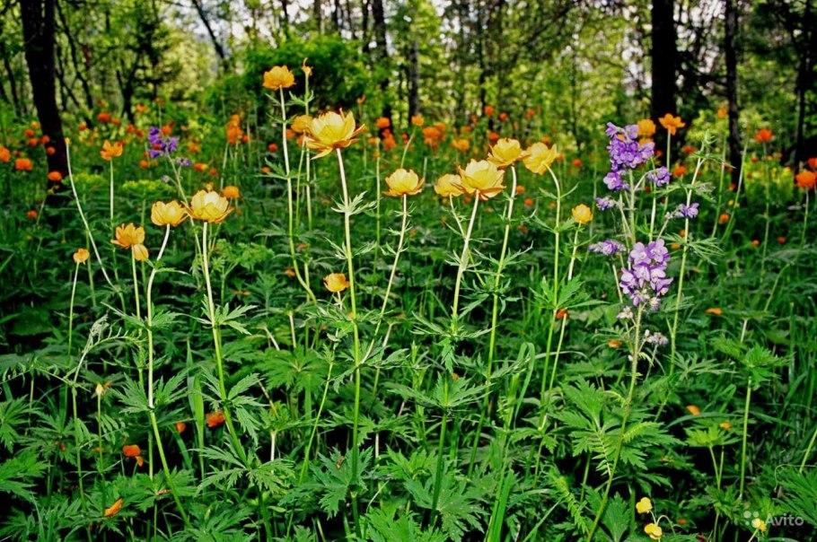Лекарственные растения список