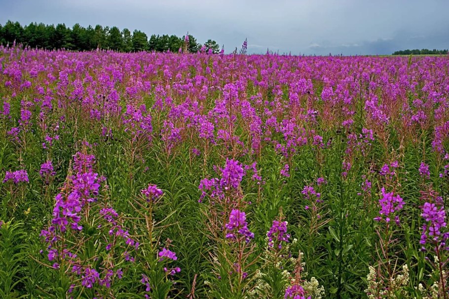 Зверобой горный(Hypericum montanum l.)