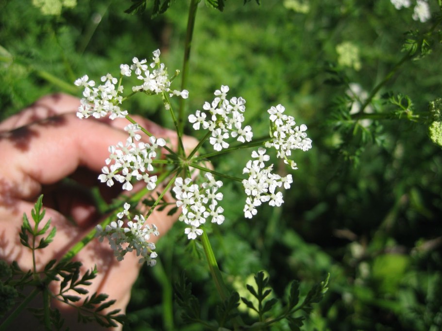 Болиголов пятнистый
