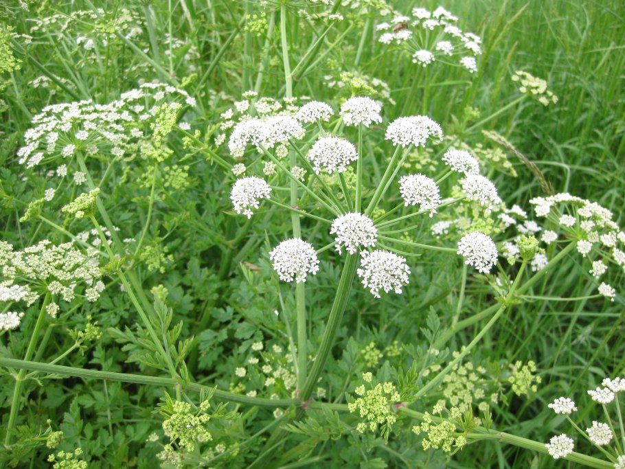 Болиголов пятнистый greenapteka