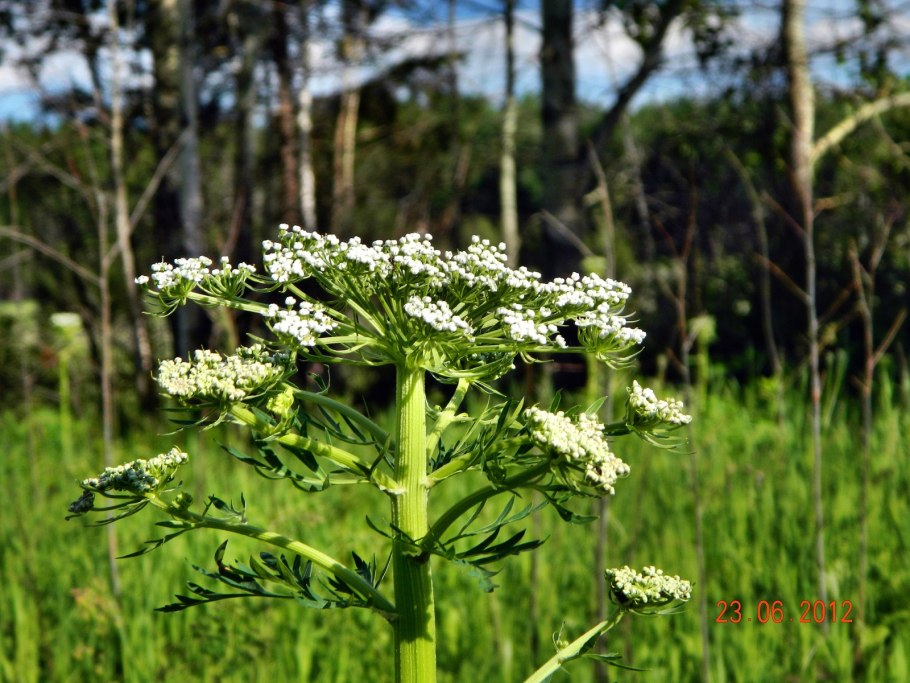 Болиголов поле