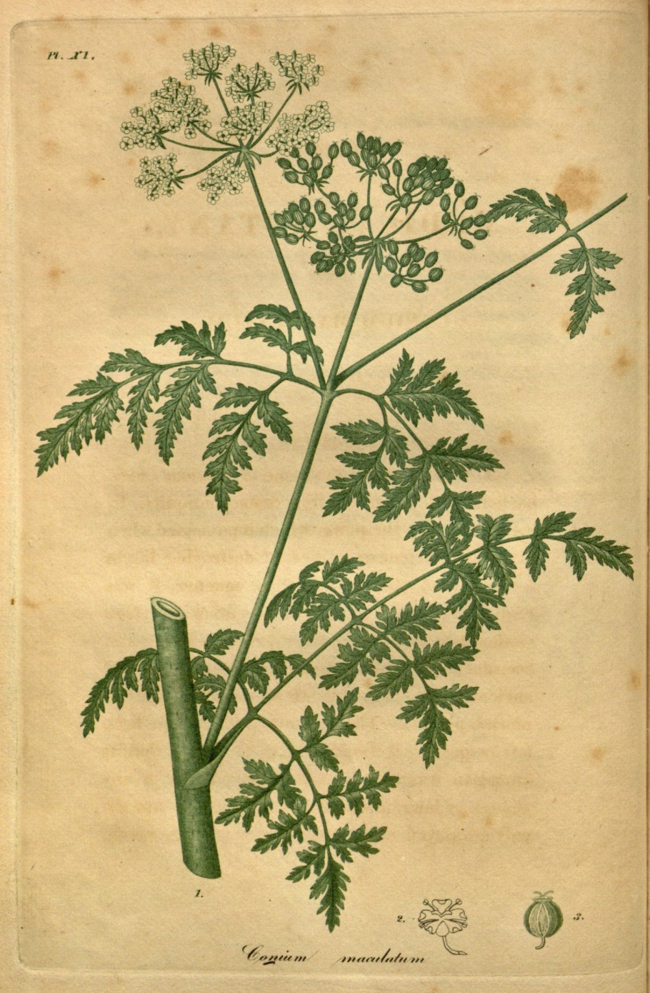 Цикута болиголов