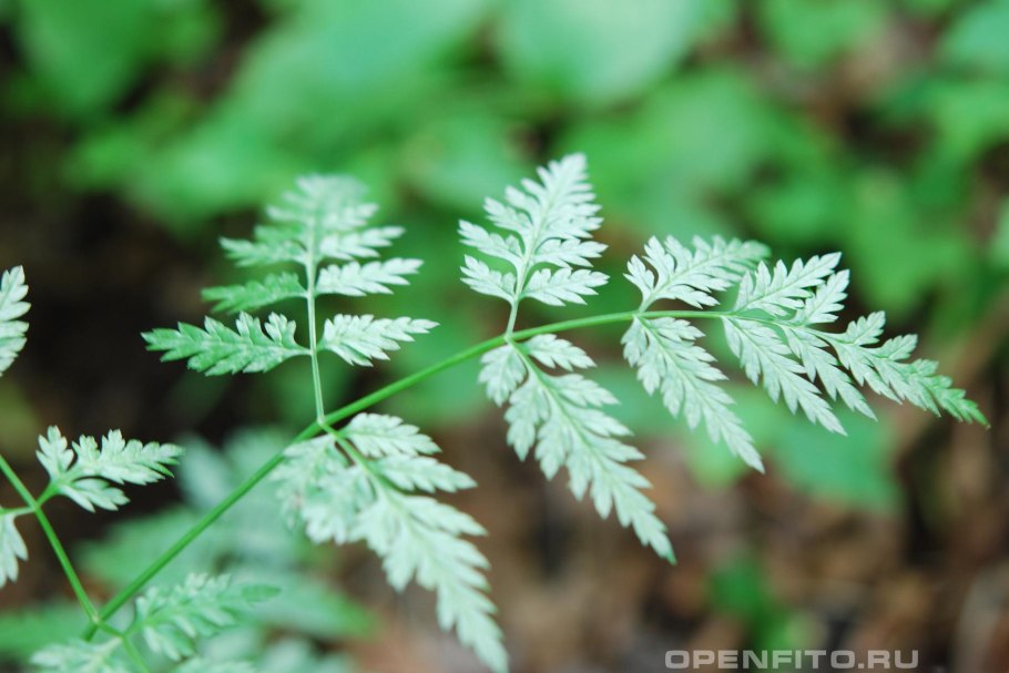 Болиголов пятнистый растение